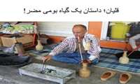 قلیان؛ داستان یک گیاه بومی ِ مضر!