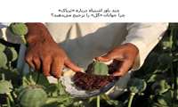 چند باور اشتباه درباره «تریاک»